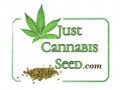 jcs-contests-win-free-cannabis-seeds-small-0