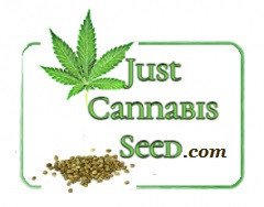 jcs-contests-win-free-cannabis-seeds-big-0