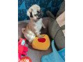 beautiful-pug-puppies-for-rehoming-small-0