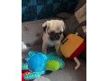 beautiful-pug-puppies-for-rehoming-small-3